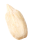seed